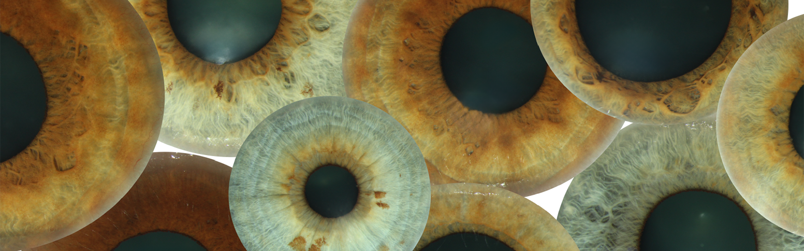 Iris-Pupil Collage