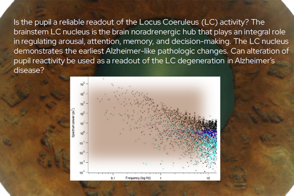 Is the pupil a reliable readout of the Locus Coeruleus (LC) activity? The brainstem LC nucleus is the brain noradrenergic hub that plays an integral role in regulating arousal, attention, memory, and decision-making. The LC nucleus demonstrates the earliest Alzheimer-like pathologic changes. Can alteration of pupil reactivity be used as a readout of the LC degeneration in Alzheimer’s disease?