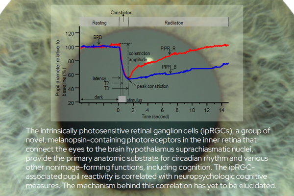 The intrinsically photosensitive retinal ganglion cells (ipRGCs), a group of novel, melanopsin-containing photoreceptors in the inner retina that connect the eyes to the brain hypothalamus suprachiasmatic nuclei, provide the primary anatomic substrate for circadian rhythm and various other nonimage-forming functions, including cognition. The ipRGC-associated pupil reactivity is correlated with neuropsychologic cognitive measures. The mechanism behind this correlation has yet to be elucidated.